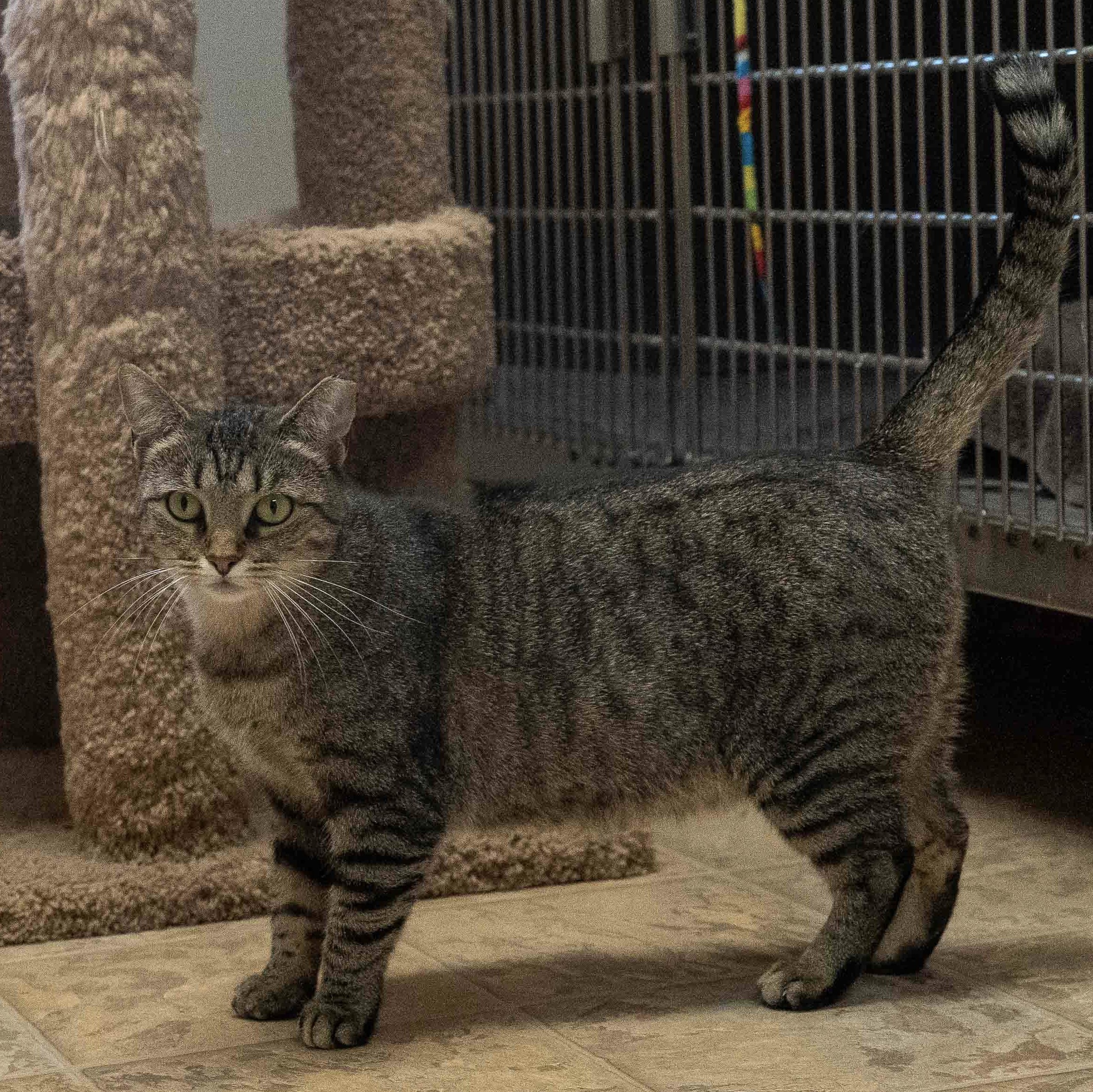 Flower, a Adoptable Domestic Short Hair in Dillsburg, PA image 5/6