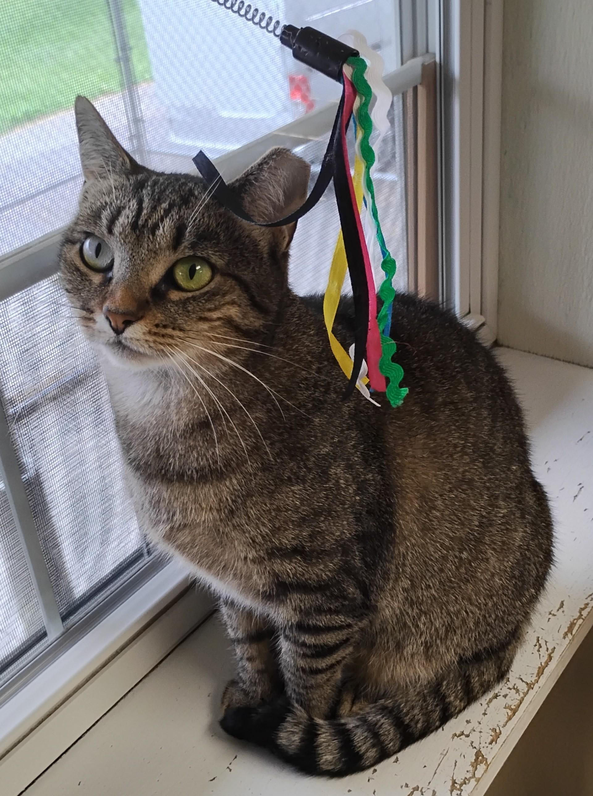 Flower, Adoptable, Young Female Domestic Short Hair.