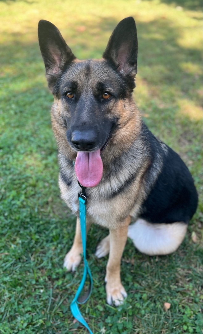 FREYA, Adoptable, Adult Female German Shepherd Dog.