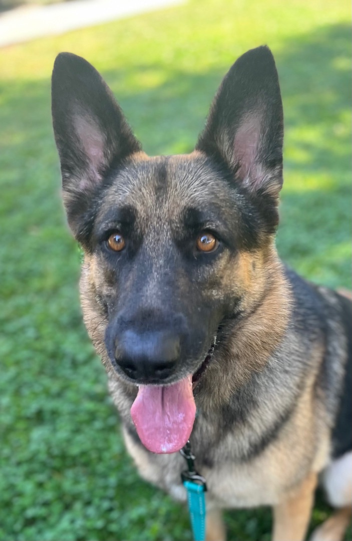 FREYA, a Adoptable German Shepherd Dog in San Marcos, CA image 2/5