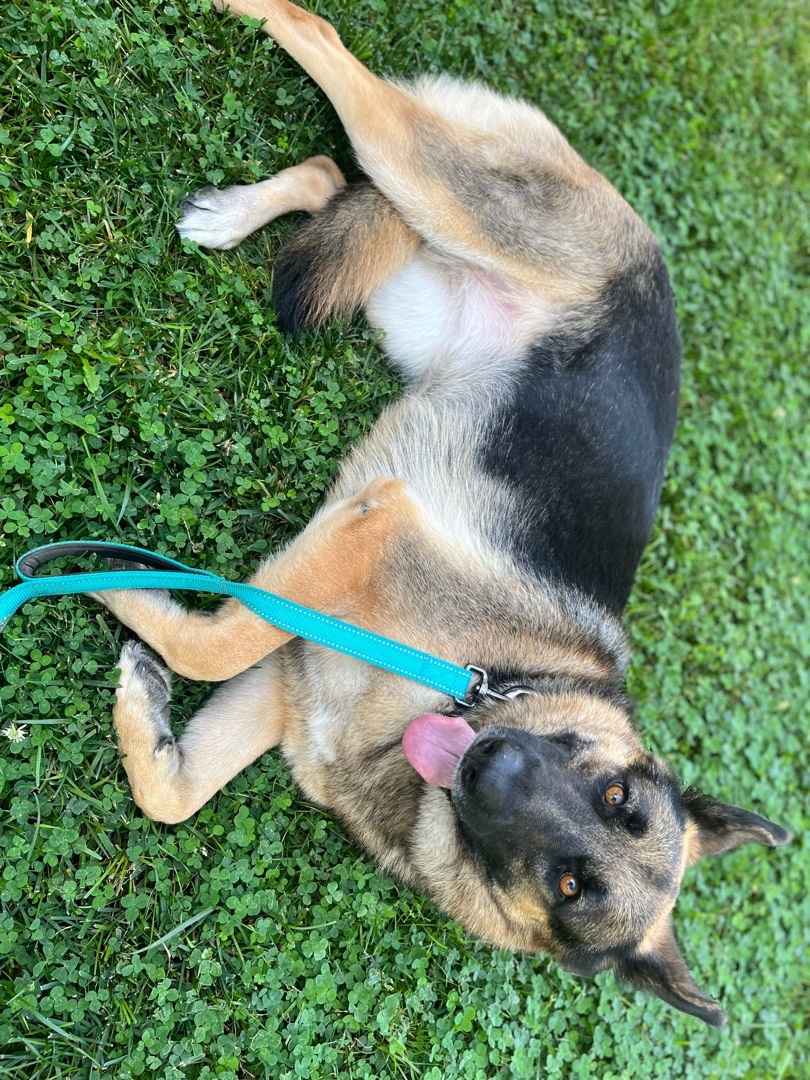 FREYA, a Adoptable German Shepherd Dog in San Marcos, CA image 3/5