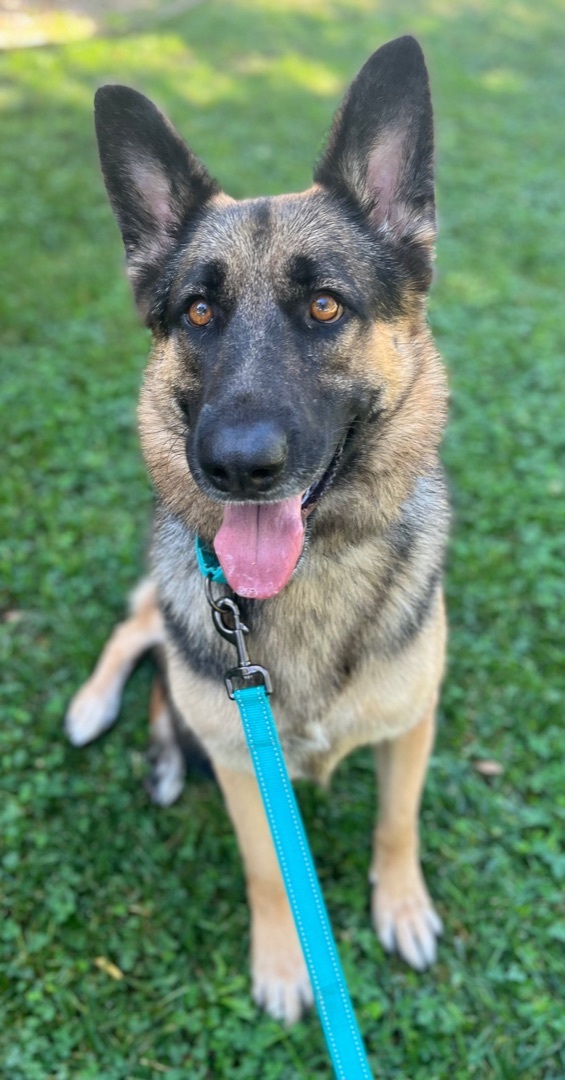 FREYA, a Adoptable German Shepherd Dog in San Marcos, CA image 4/5