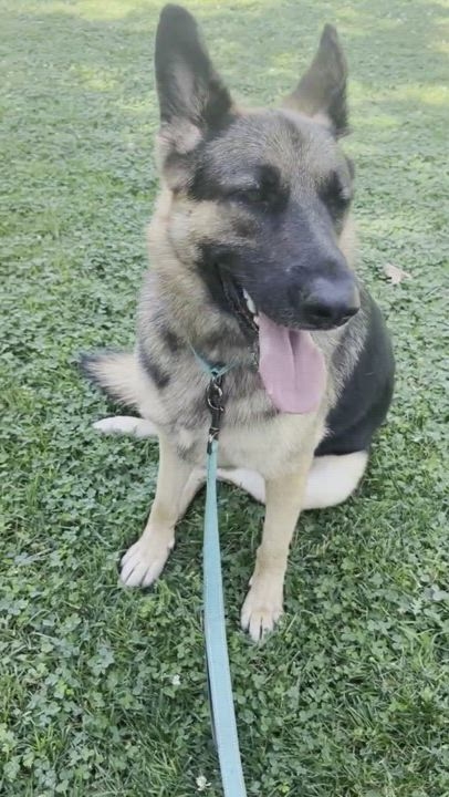 Enlarge FREYA, a Adoptable German Shepherd Dog in San Marcos, CA video 5/5