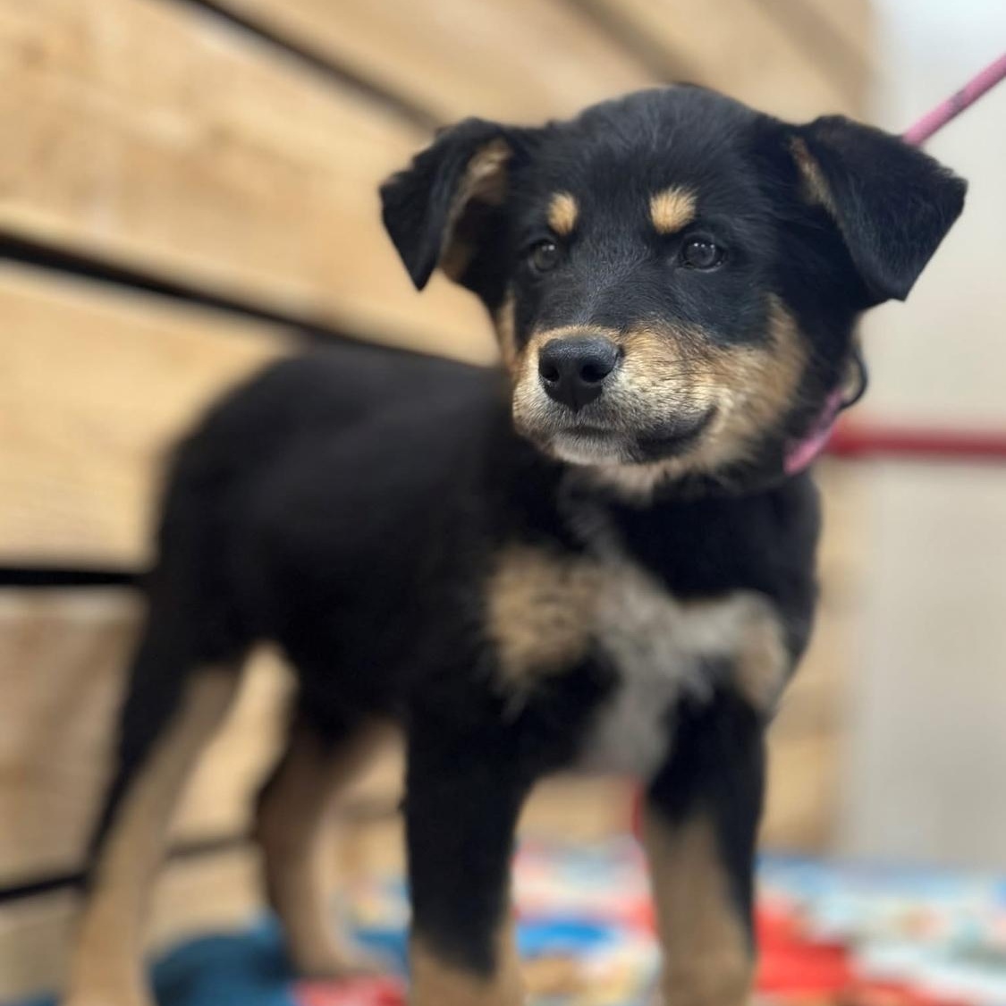 Enlarge Freddy, an adoption pending mixed breed in Davenport, IA image 3/5