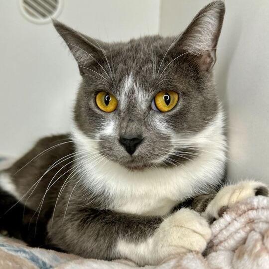 Enlarge Bonk, a Adoptable Domestic Short Hair in Matteson, IL image 1/1