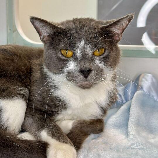 Enlarge Bonk, a Adoptable Domestic Short Hair in Matteson, IL image 2/3