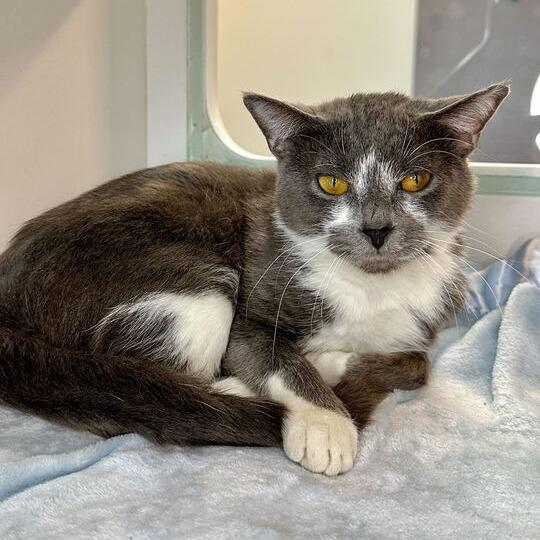 Enlarge Bonk, a Adoptable Domestic Short Hair in Matteson, IL image 3/3