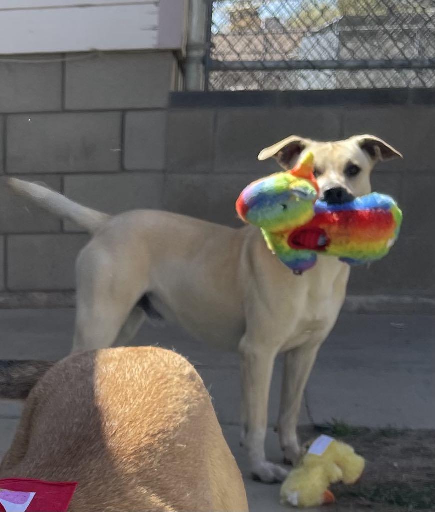 Kevin, a Adoptable mixed breed in Agua Dulce, CA image 3/6