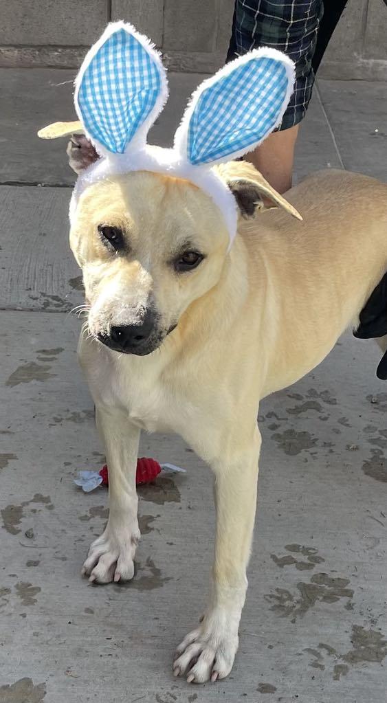 Kevin, a Adoptable mixed breed in Agua Dulce, CA image 5/6
