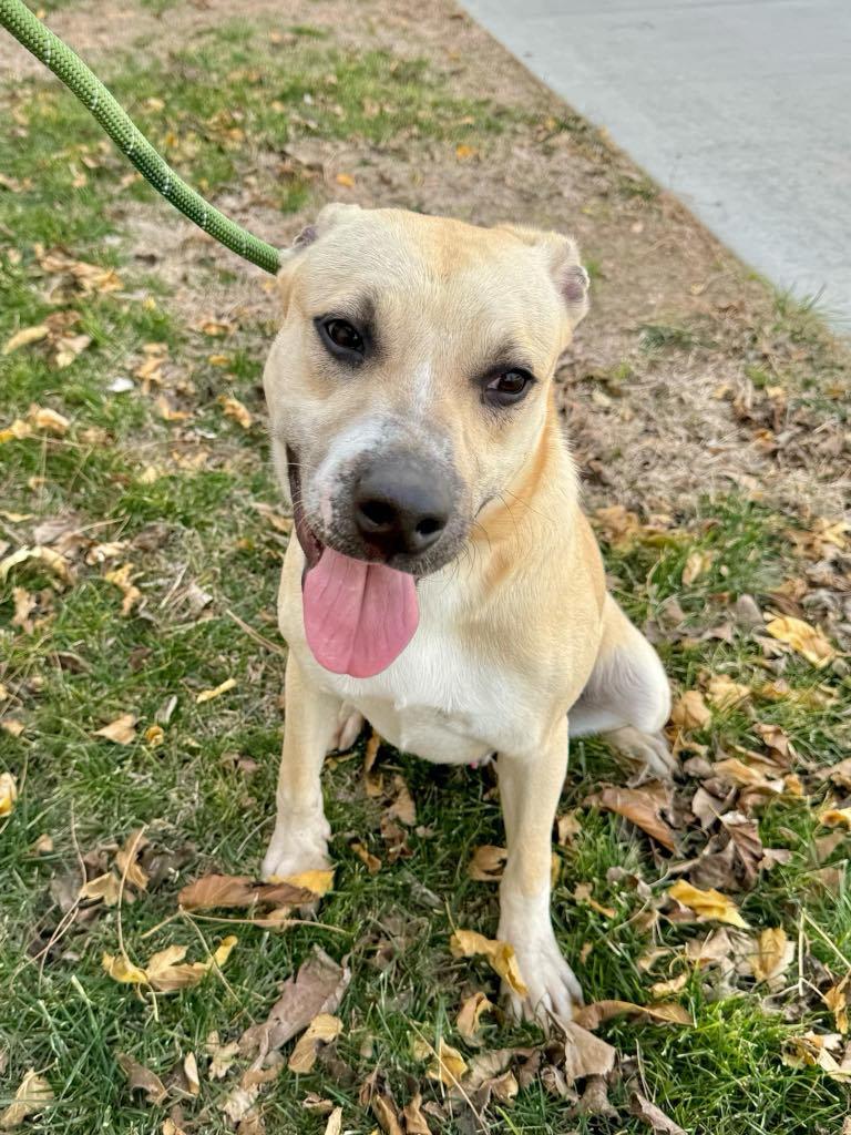 Kevin, a Adoptable mixed breed in Agua Dulce, CA image 4/6