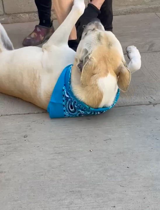 Enlarge Kevin, a Adoptable mixed breed in Agua Dulce, CA video 6/6