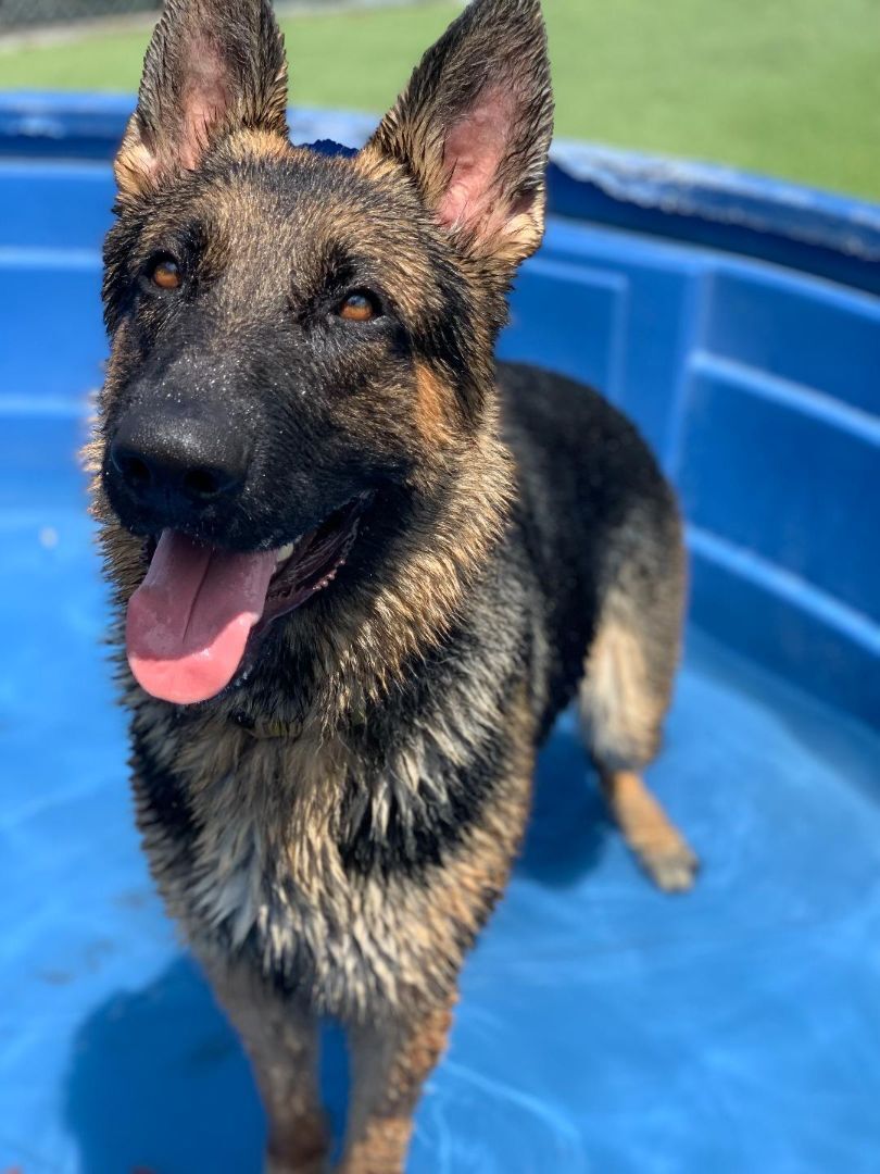 Enlarge Broly, a Adopted German Shepherd Dog in Delray Beach, FL image 1/10