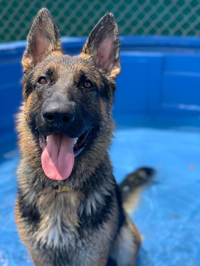 Enlarge Broly, a Adopted German Shepherd Dog in Delray Beach, FL image 2/10