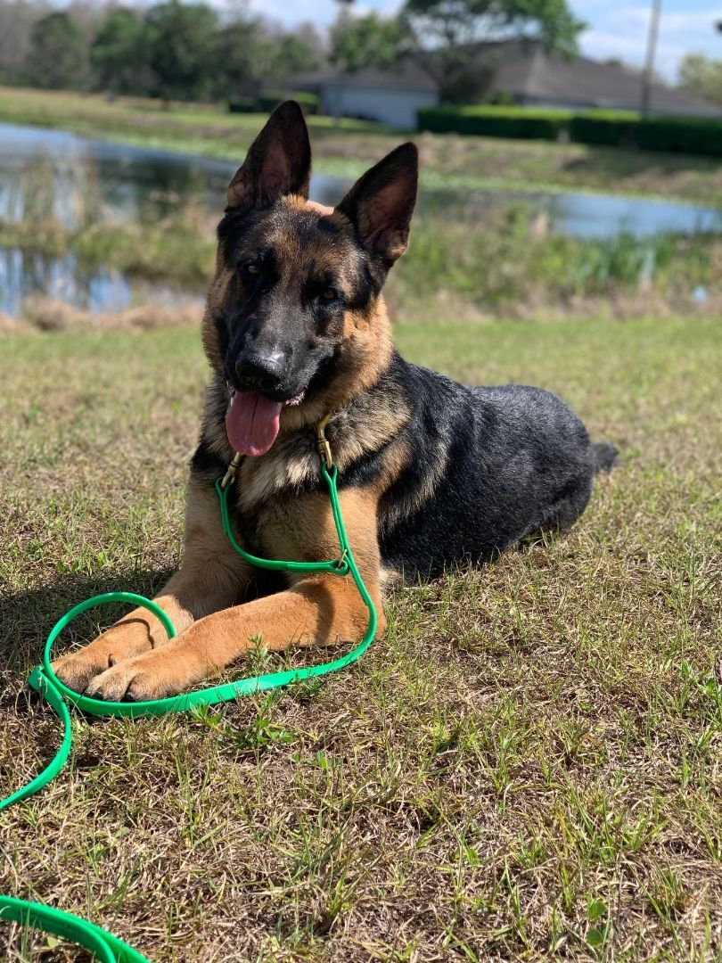 Enlarge Broly, a Adopted German Shepherd Dog in Delray Beach, FL image 3/10