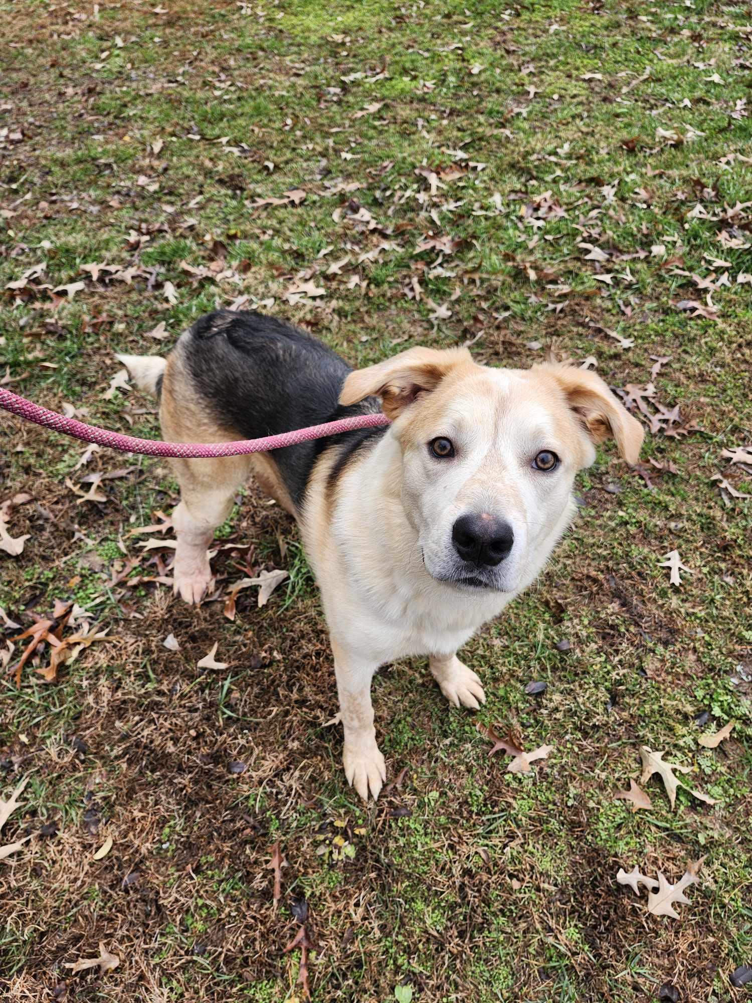 Barkley Special Needs, Adoptable, Young Male German Shepherd Dog & Collie.