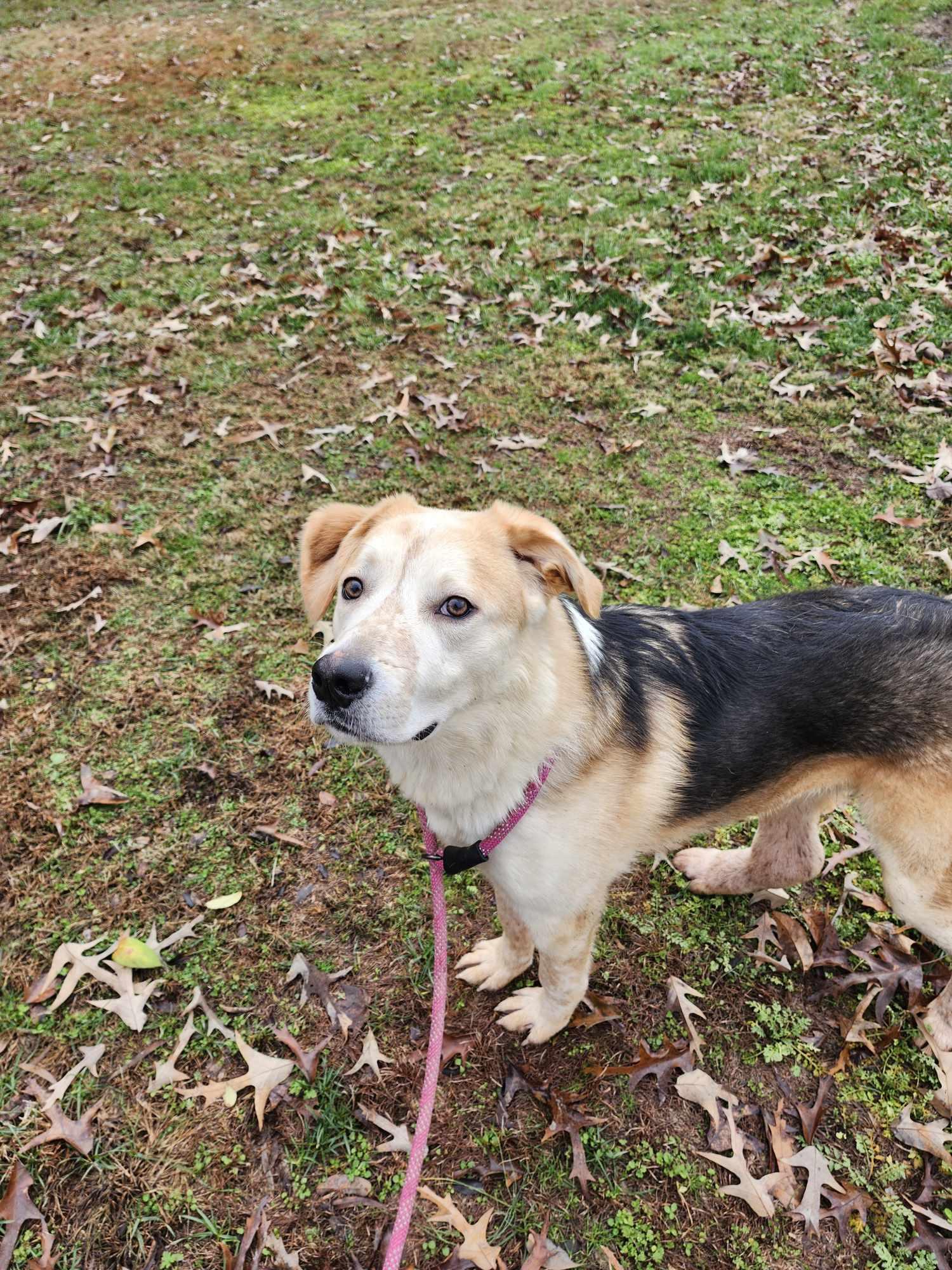 Enlarge Barkley Special Needs, a Adoptable mixed breed in Hopkinsville, KY image 2/2