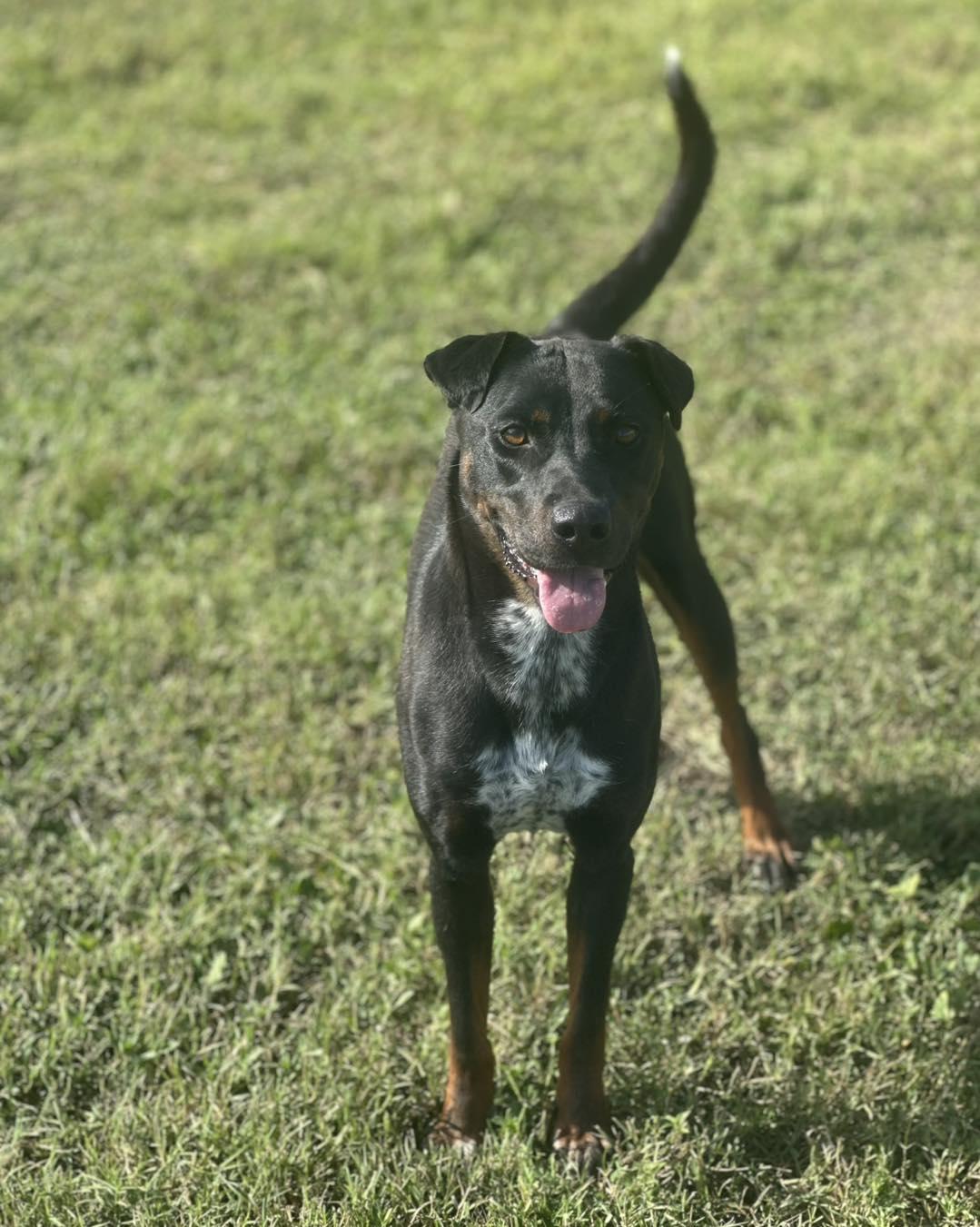 Enlarge Iris, a Adoptable mixed breed in Huntsville , TX image 1/1