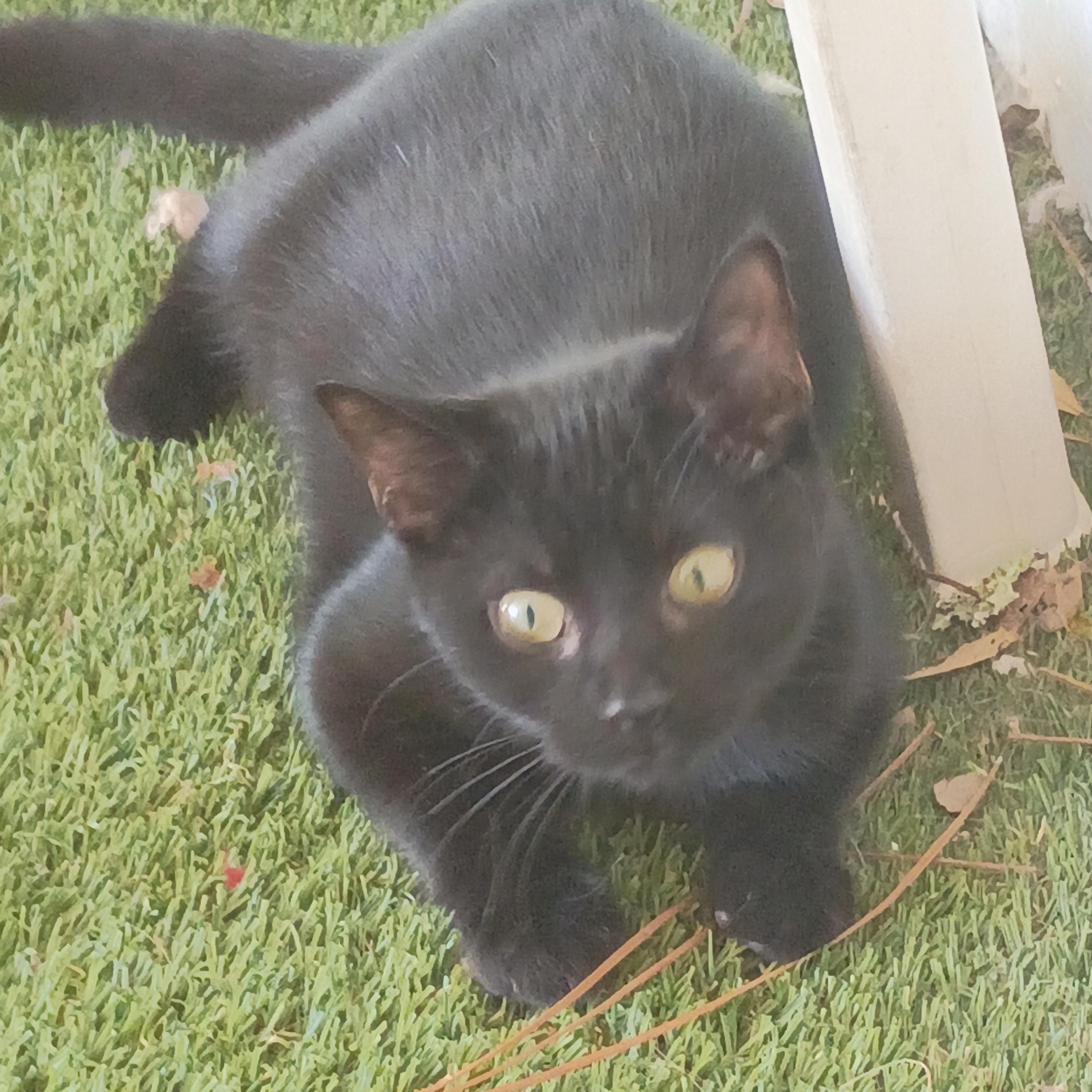 Enlarge Whiskers, a Adoptable Domestic Short Hair in Carthage, NC image 2/2