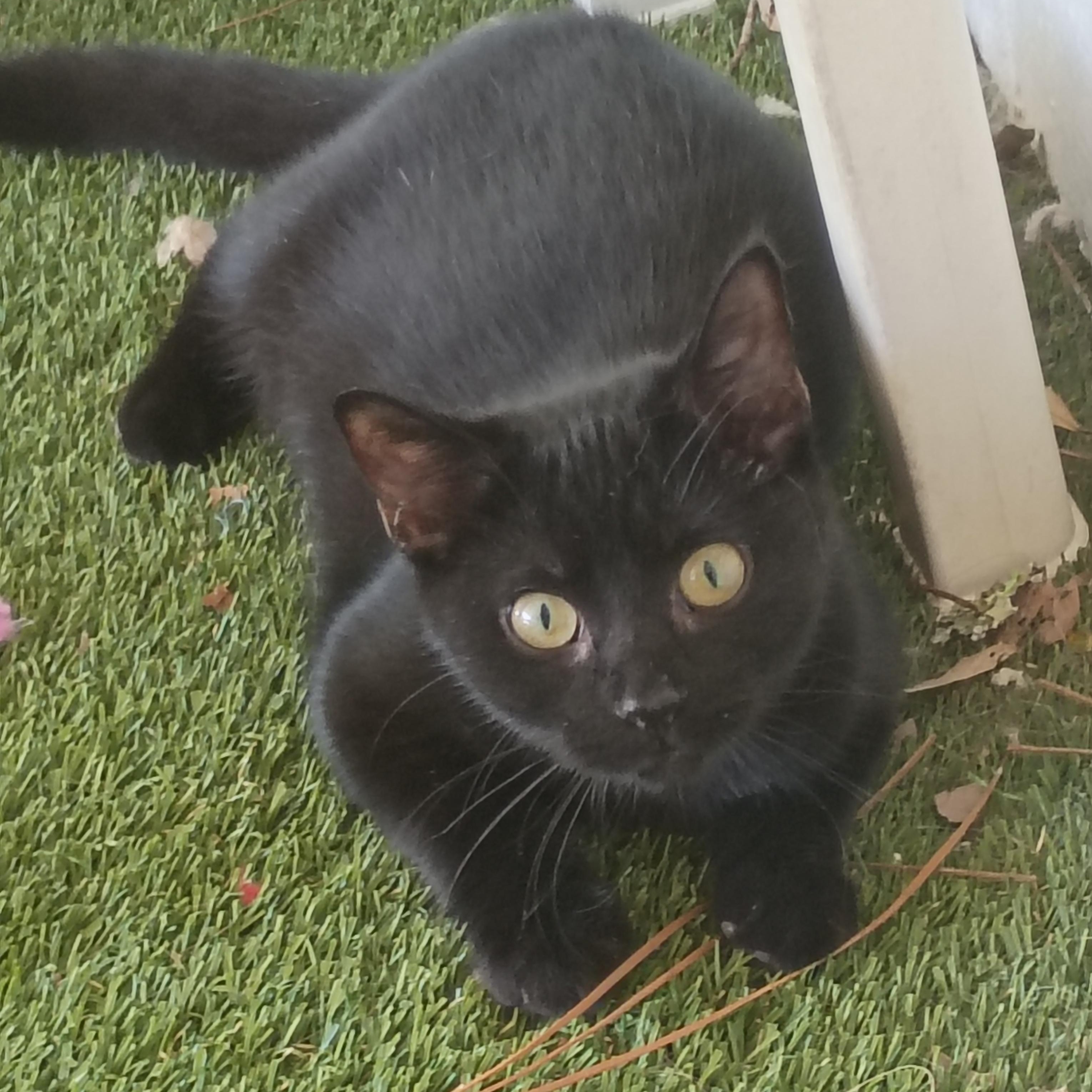 Enlarge Whiskers, a Adoptable Domestic Short Hair in Carthage, NC image 1/2