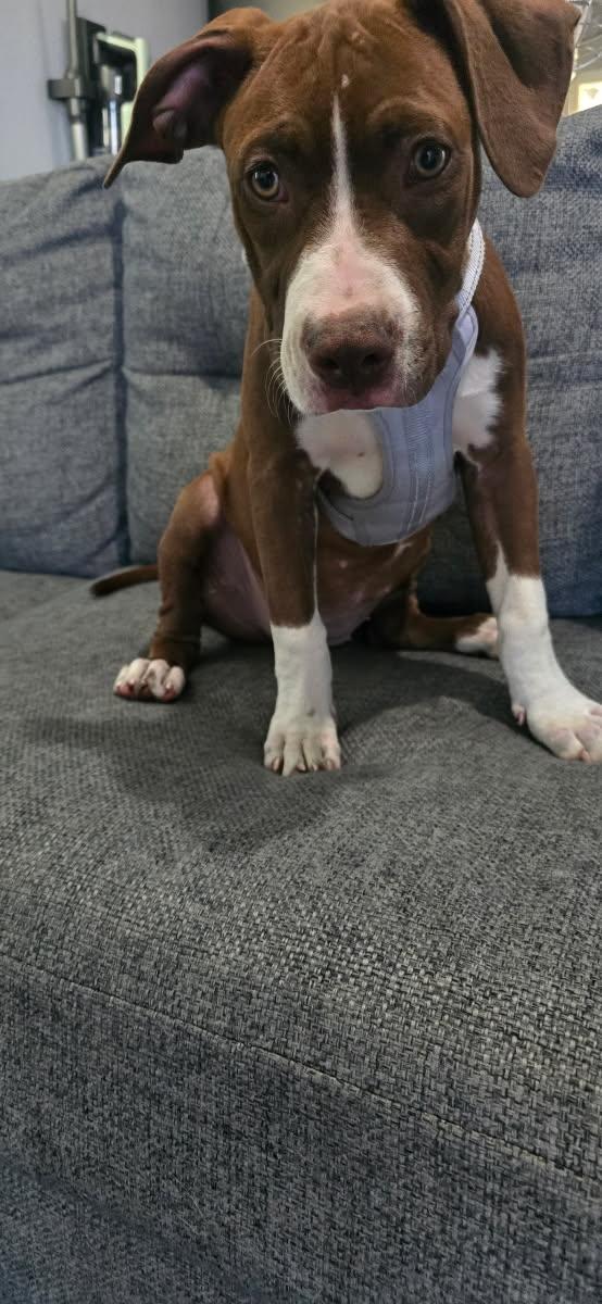 Enlarge Hazel, a Adopted mixed breed in Newport Beach, CA image 2/4