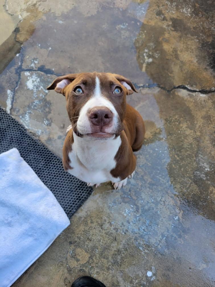 Enlarge Hazel, a Adopted mixed breed in Newport Beach, CA image 3/4