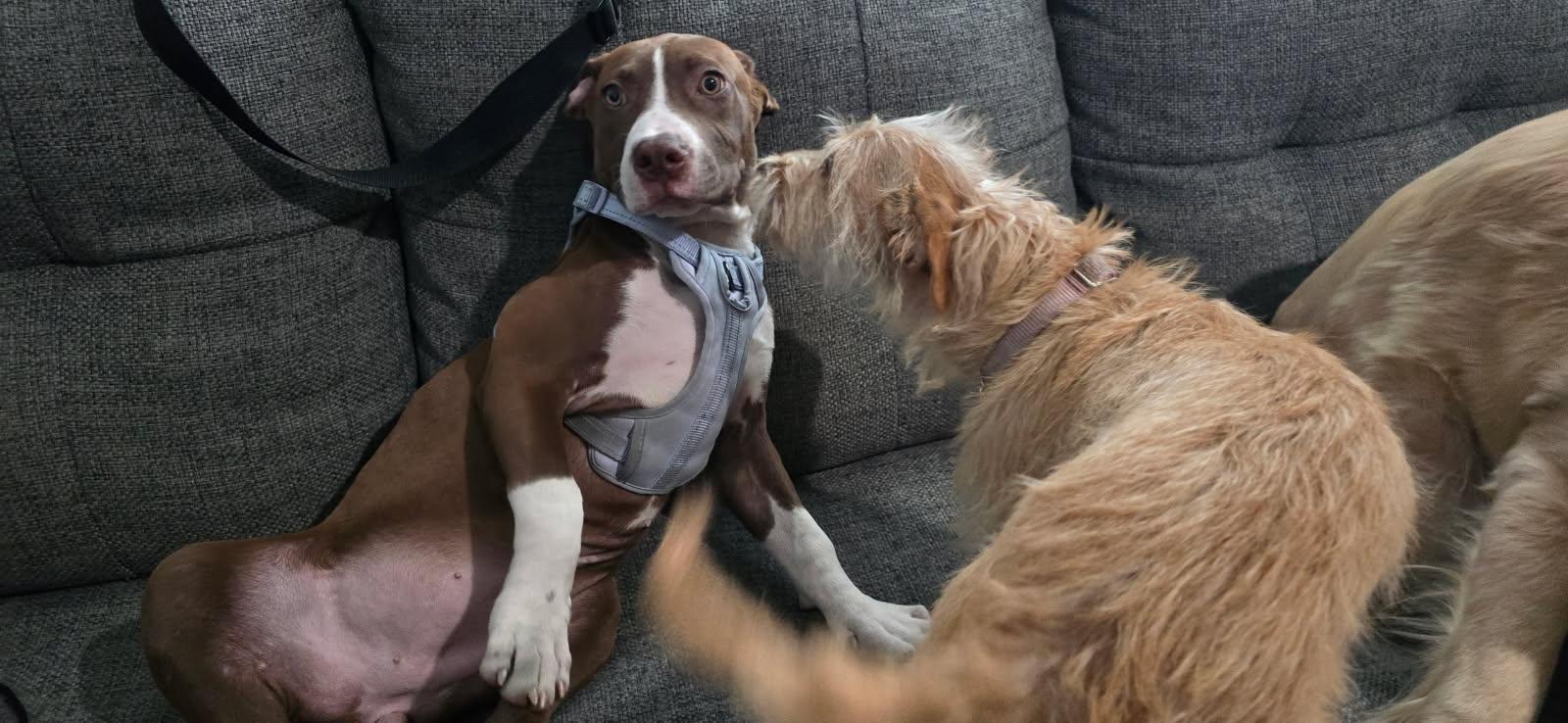 Enlarge Hazel, a Adopted mixed breed in Newport Beach, CA image 4/4