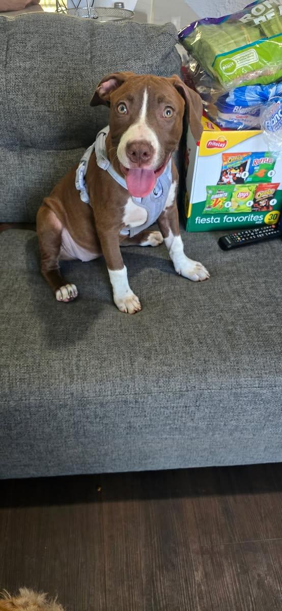 Enlarge Hazel, a Adopted mixed breed in Newport Beach, CA image 1/4