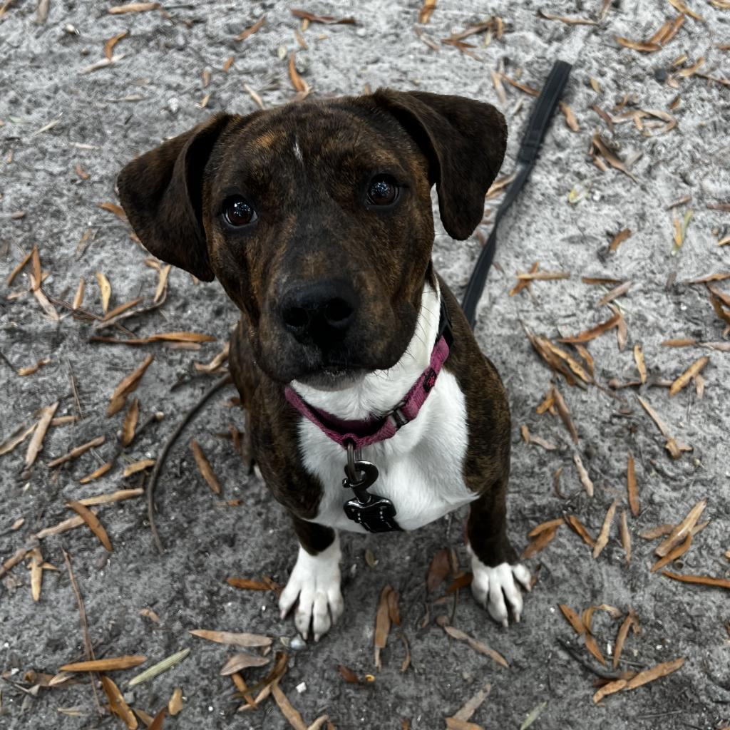 Enlarge Kelso @ Foster, a Adoptable Mixed Breed in Summerville, SC image 1/5
