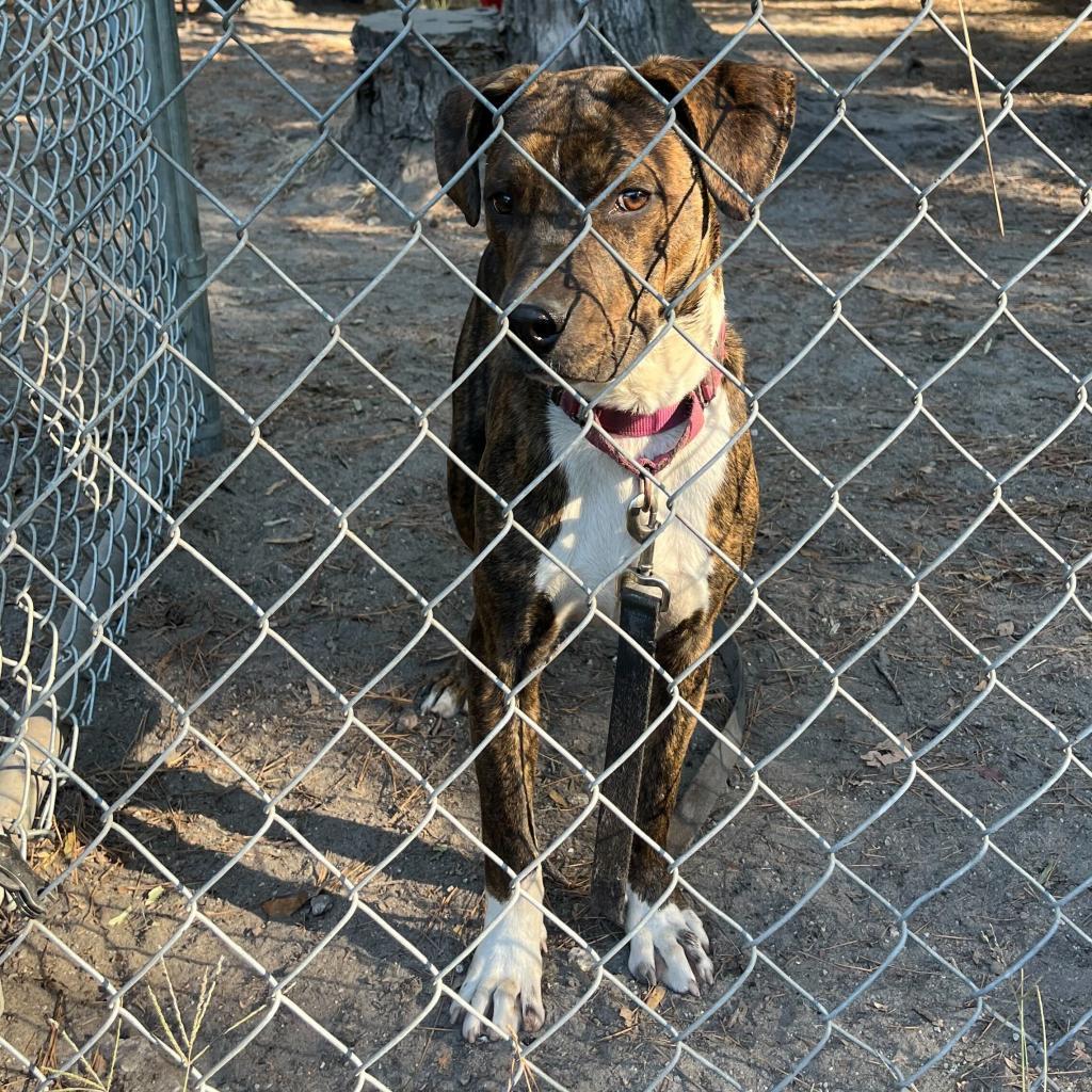 Enlarge Kelso @ Foster, a Adoptable Mixed Breed in Summerville, SC image 2/5