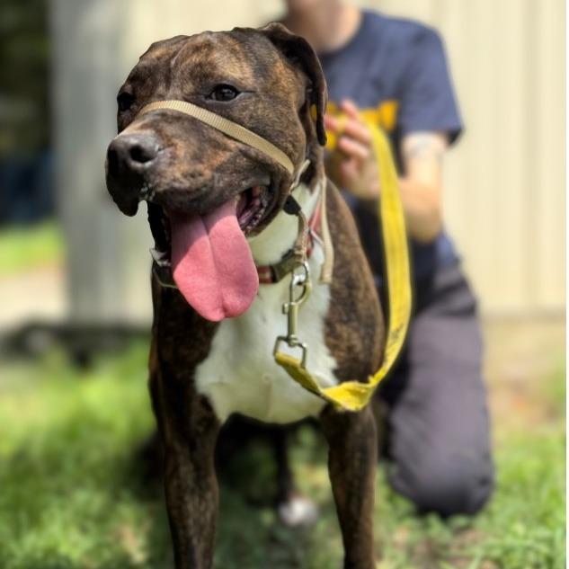 Enlarge Kelso @ Foster, a Adoptable Mixed Breed in Summerville, SC image 3/5