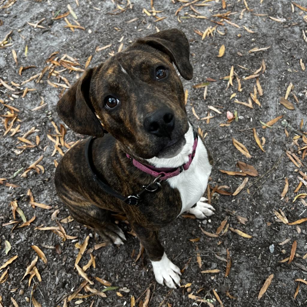 Enlarge Kelso @ Foster, a Adoptable Mixed Breed in Summerville, SC image 4/5