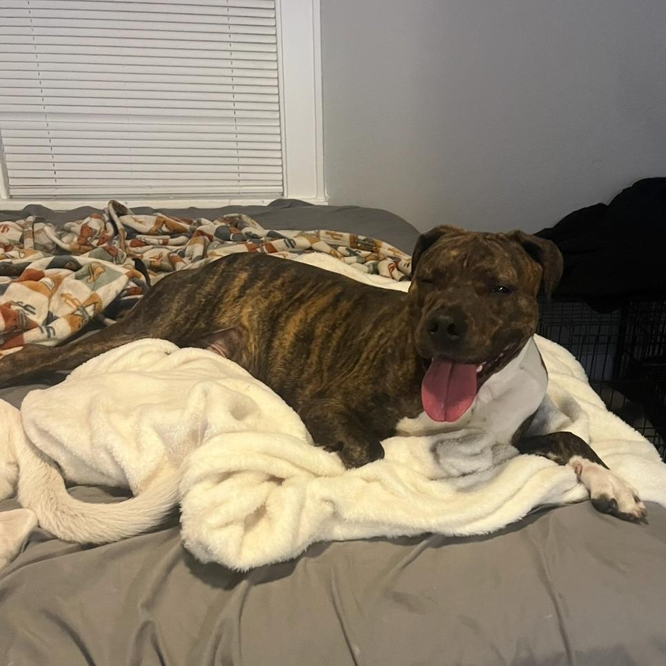 Enlarge Kelso @ Foster, a Adoptable Mixed Breed in Summerville, SC image 5/6