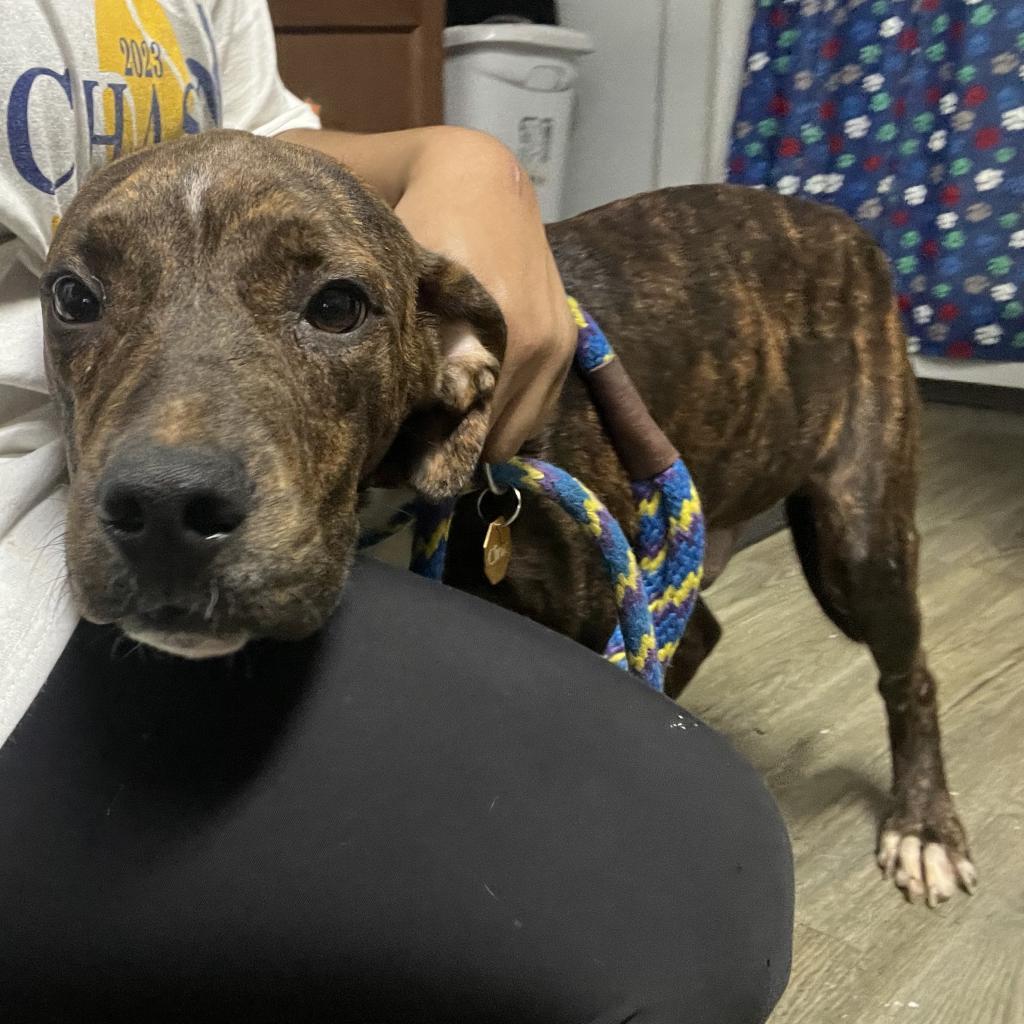 Enlarge Kelso @ Foster, a Adoptable Mixed Breed in Summerville, SC image 5/5