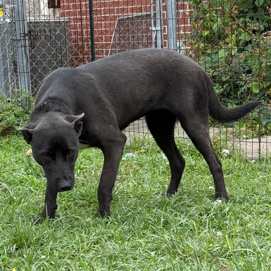Rain, Adoptable, Young Female Shepherd.
