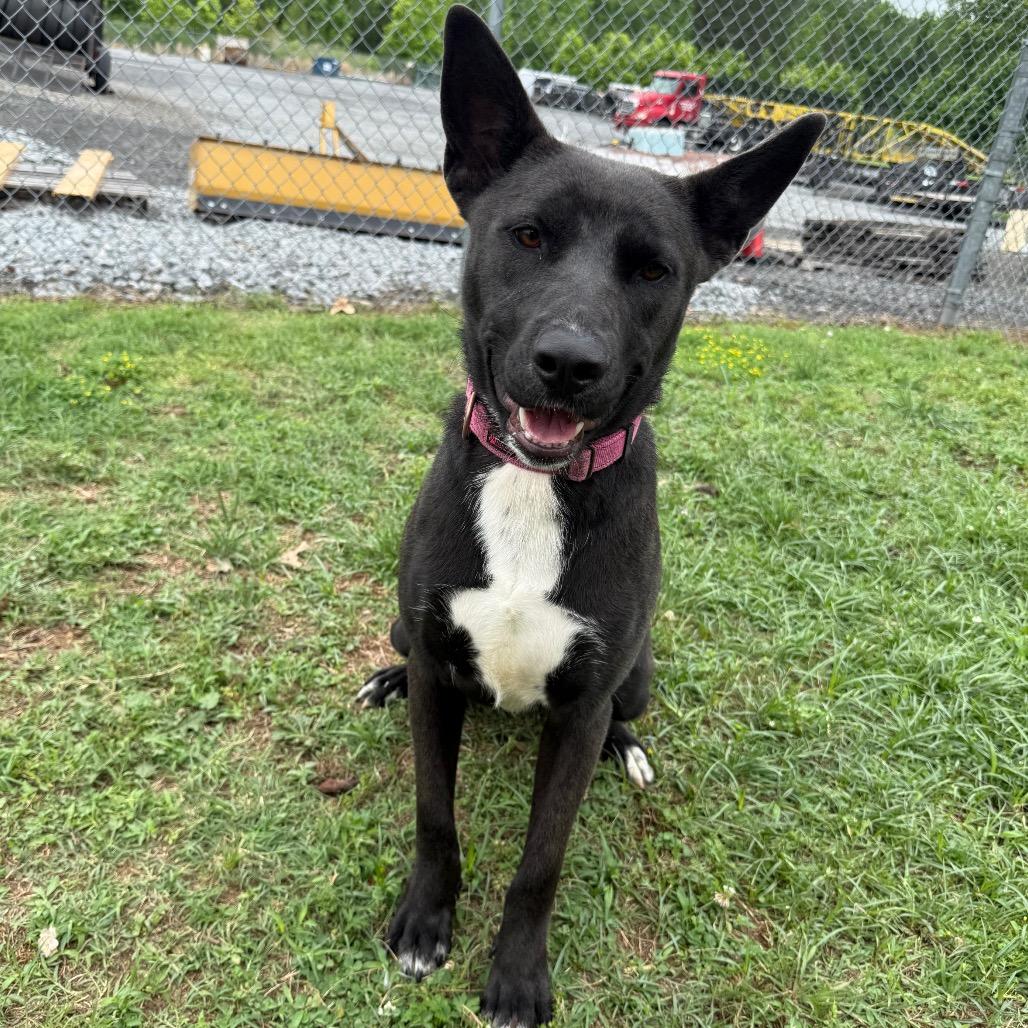Rain, a Adoptable Shepherd in Jacksonville, AR image 2/6