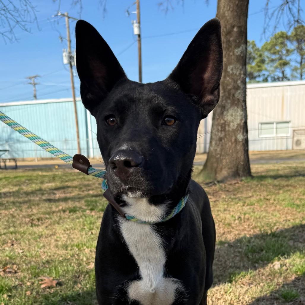 Rain, Adoptable, Young Female Shepherd.