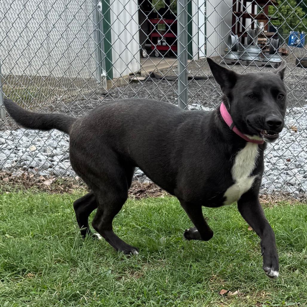 Rain, a Adoptable Shepherd in Jacksonville, AR image 4/6