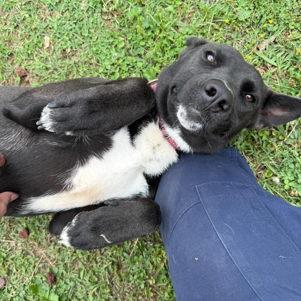 Rain, a Adoptable Shepherd in Jacksonville, AR image 5/6