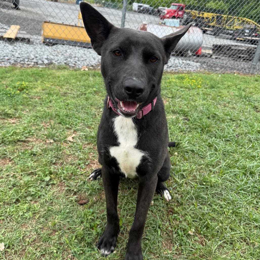 Rain, a Adoptable Shepherd in Jacksonville, AR image 6/6