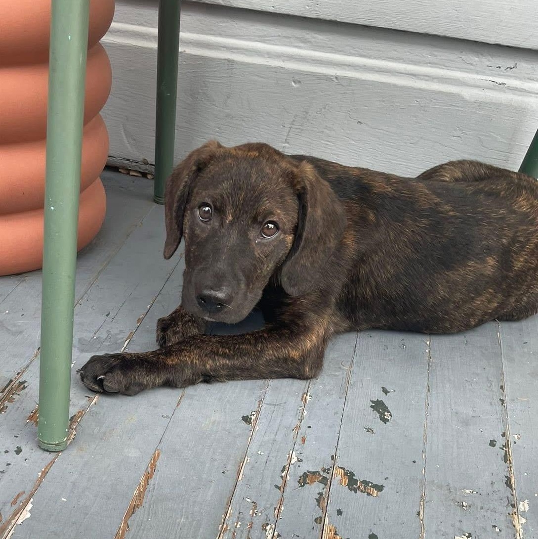 Grumpy Plott Hound Dog