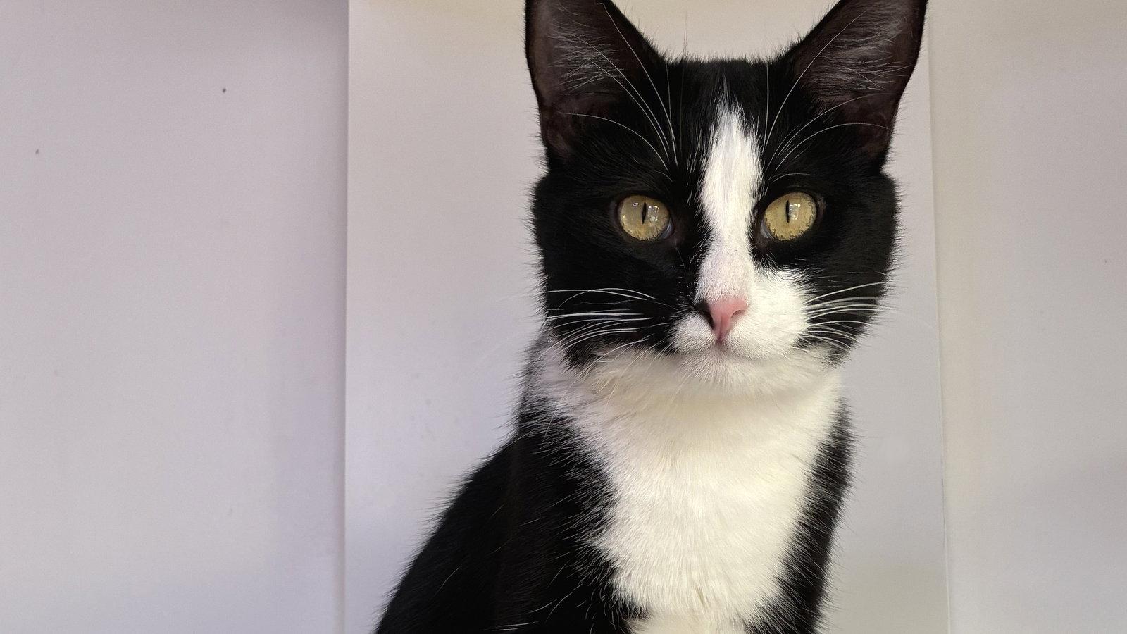 Onyx, Adoptable, Young Male Domestic Short Hair.