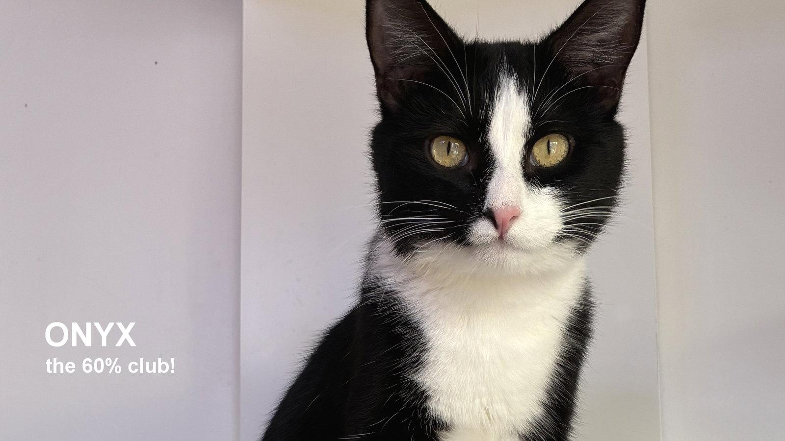 Enlarge Onyx, a Adoptable Domestic Short Hair in Santa Rosa, CA image 2/3