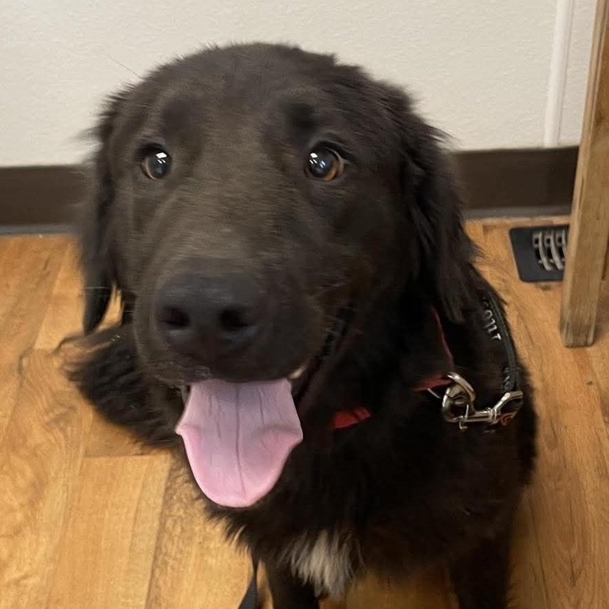 Enlarge Calvin, a Adoptable mixed breed in Jay, NY image 6/6