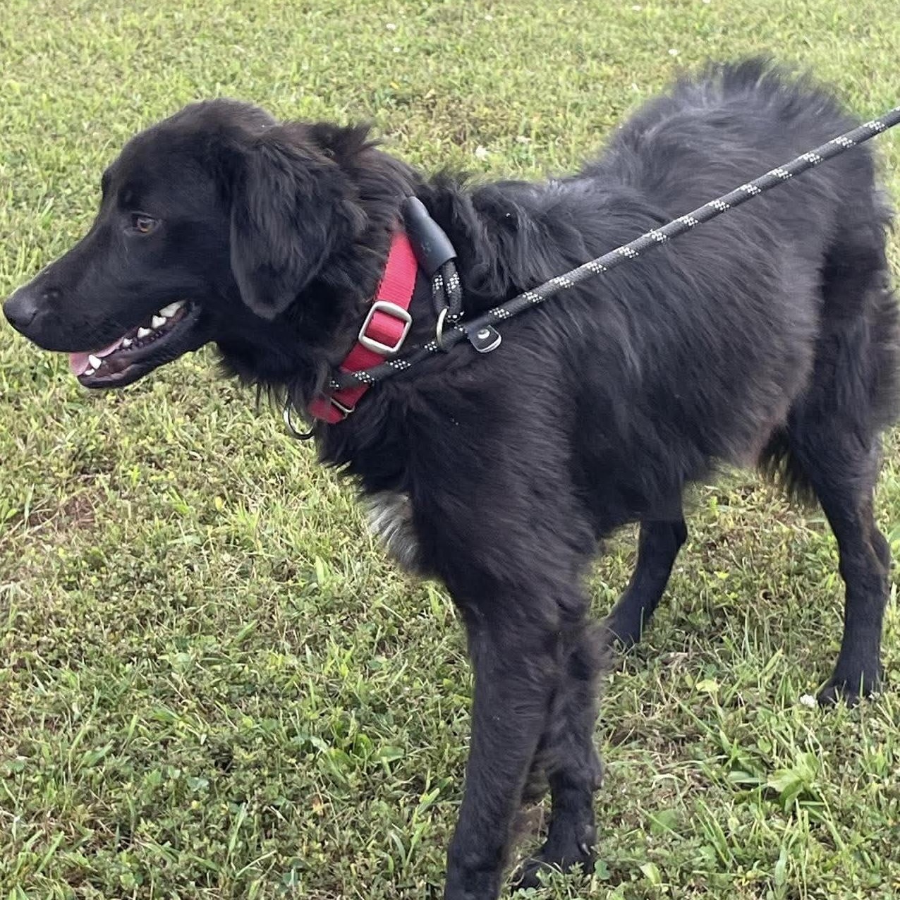 Enlarge Calvin, a Adoptable mixed breed in Jay, NY image 3/6