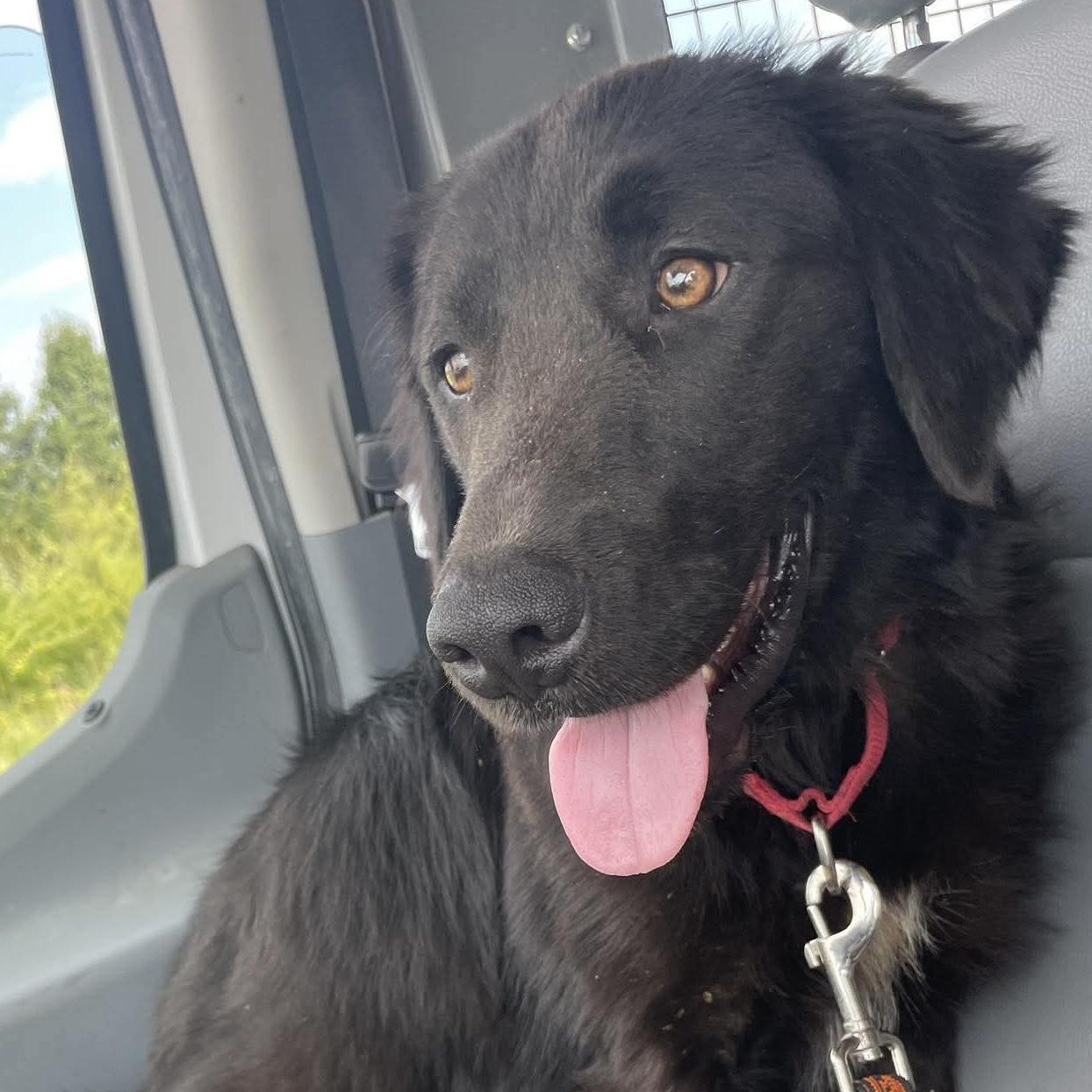 Enlarge Calvin, a Adoptable mixed breed in Jay, NY image 4/6