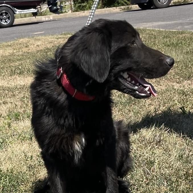 Enlarge Calvin, a Adoptable mixed breed in Jay, NY image 1/6