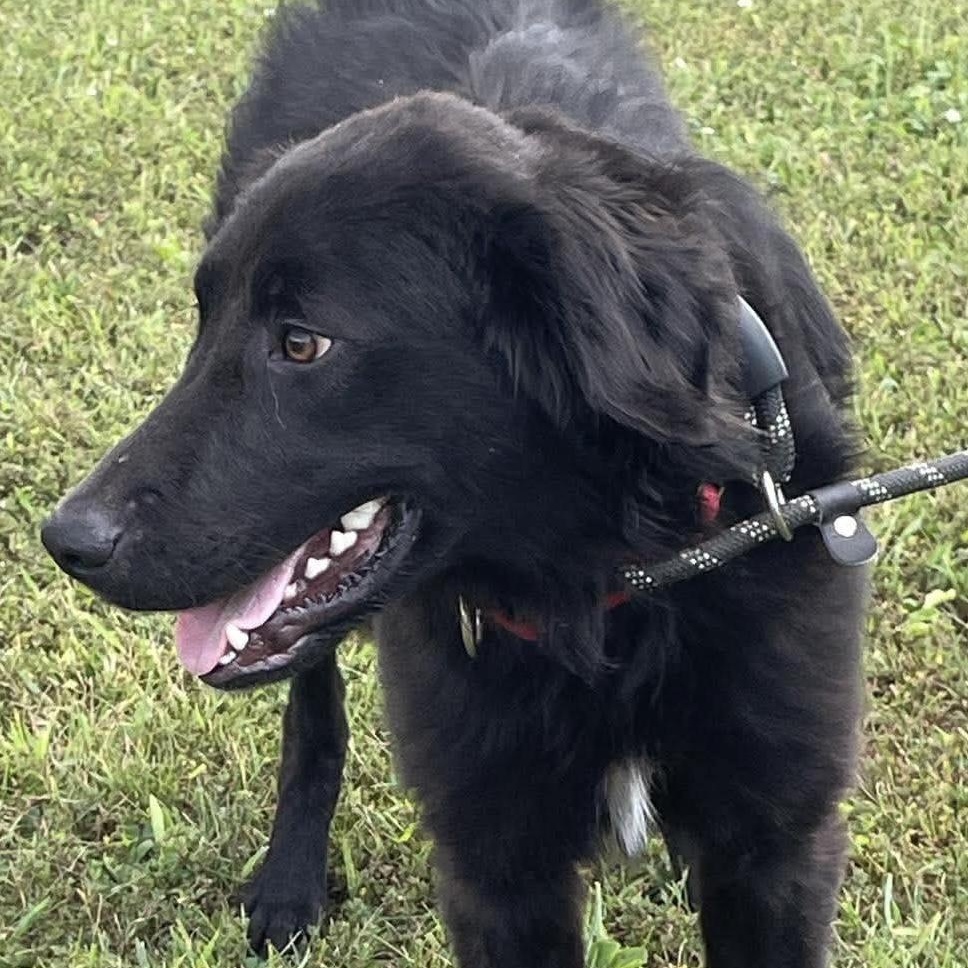 Enlarge Calvin, a Adoptable mixed breed in Jay, NY image 5/6