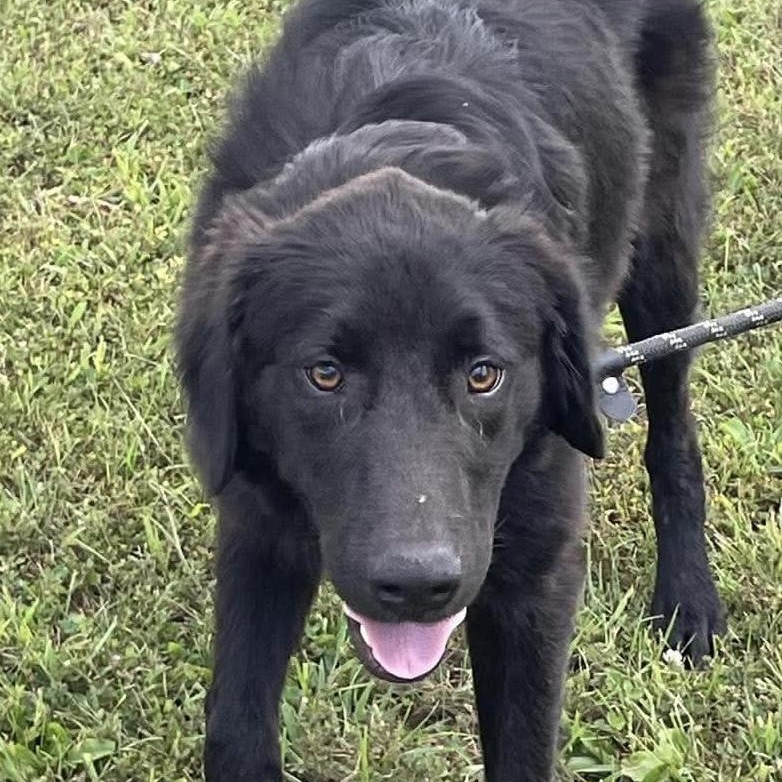 Enlarge Calvin, a Adoptable mixed breed in Jay, NY image 2/6