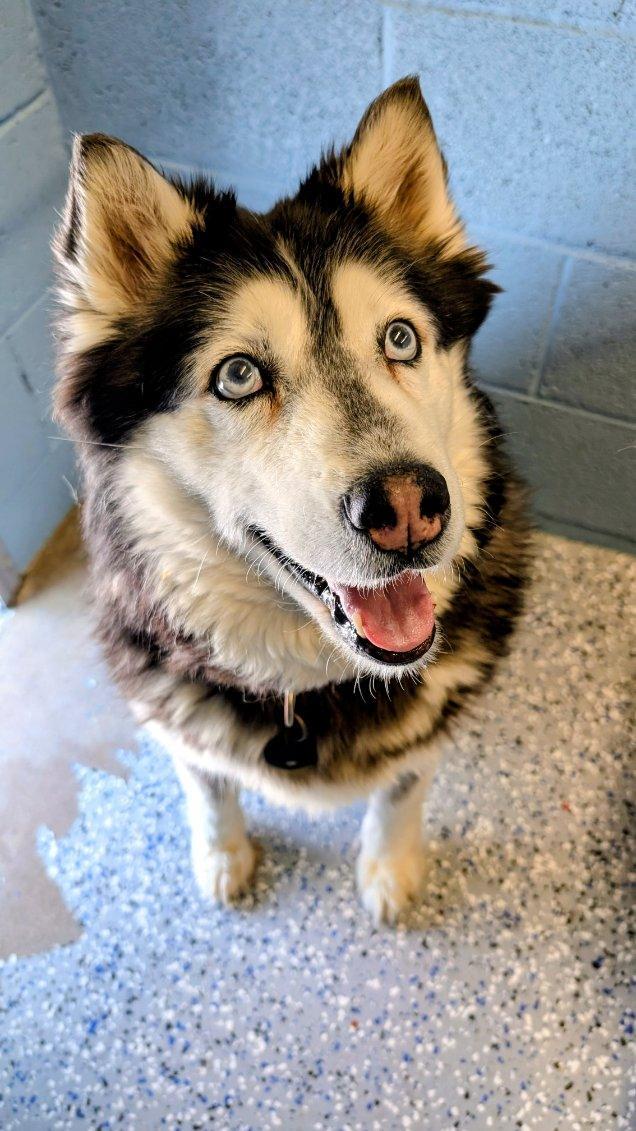 Enlarge Skye, a ADOPTABLE Husky in Benson, AZ image 1/1