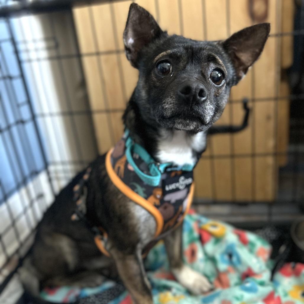 xoxo, Adoptable, Adult Male Chihuahua & Mixed Breed.
